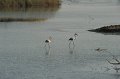 21.10.2012 Saline di Priolo (82)